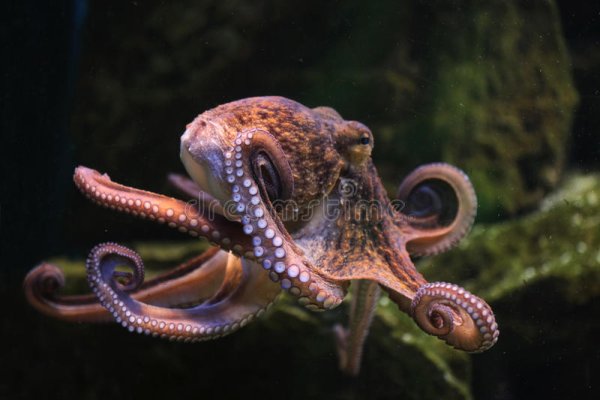 Kraken ссылка тг