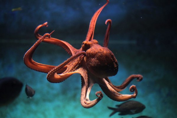 Kraken darknet зеркала