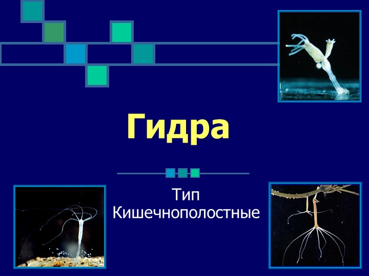Solaris даркнет