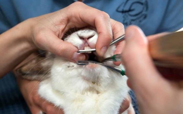 खरगोश के दाँतों की समस्याएँ और उपचार सजावटी खरगोश अपने दाँत पीसता है