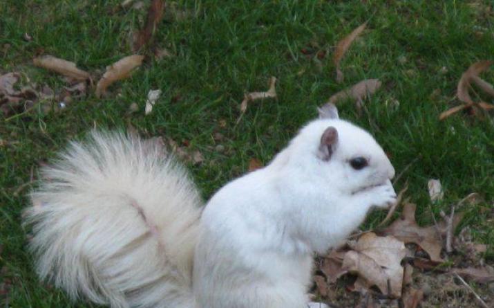 Satu ”Miksi oravaa kutsuttiin oravaksi Mitä sinun tulee tietää ketteristä eläimistä?
