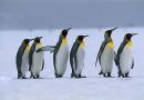 Keisari Penguin Habitat