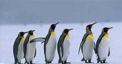 Keisari Penguin Habitat
