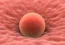 Kuinka monta päivää munasolu elää ovulaation jälkeen