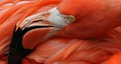 50 zanimivih in radovednih dejstev o flamingih Zakaj imajo flamingi rožnato perje