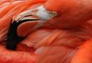 50 mielenkiintoista ja uteliasta faktaa flamingoista Miksi flamingoilla on vaaleanpunainen höyhenpeite