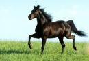 Kuinka paljon hevosen tulee painaa Kuinka paljon painaa aikuinen hevonen?