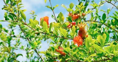 Granaattiomena tai puunilainen omena Puolukka granaattiomena kaikki hedelmät ja