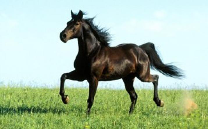 Kuinka paljon hevosen tulee painaa Kuinka paljon painaa aikuinen hevonen?