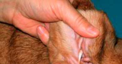Železna pravila za nego pasjih ušes: nasvet zdravnika