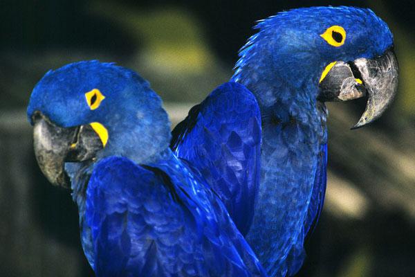 44++ Burung beo biru kuning terbaru