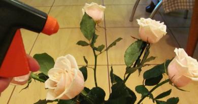 गुलाबों को सुंदर और लंबे समय तक ताज़ा बनाए रखने के लिए आपको किस पानी में डालना चाहिए?
