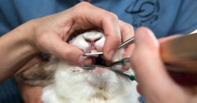 Težave in zdravljenje zajčjih zob Okrasni zajec škripa z zobmi