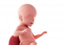 Kuva sikiöstä, kuva vatsasta, ultraääni ja video lapsen kehityksestä