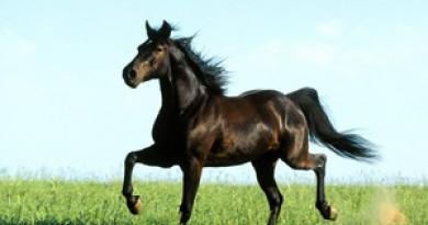 एक घोड़े का वजन कितना होना चाहिए? एक वयस्क घोड़े का वजन कितना होता है?