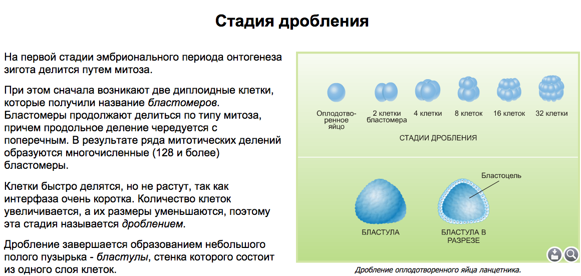 Дробление стадия эмбрионального развития. Эмбриональный период развития дробление. Стадии дробления бластулы. Онтогенез дробление. Стадии эмбрионального периода дробление.