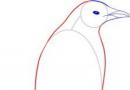 एक पेंगुइन कैसे आकर्षित करें: मास्टर वर्ग