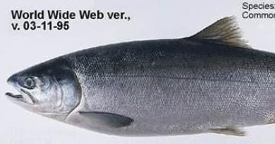 मरमंस्क क्षेत्र में, कंपनी के सी-एक्वाकल्चर कंपनी के पिंजरों में मरने वाली मछली का विनाश जारी है